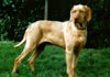 Kurzhaariger Ungarischer Vorstehhund Foto: Anka (ID 435) Kurzhaariger Ungarischer Vorstehhund Hund