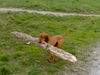 Kurzhaariger Ungarischer Vorstehhund Foto: sui bei der Holzfällerarbeit ;-) (ID 32938) Kurzhaariger Ungarischer Vorstehhund Hund