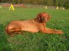 Kurzhaariger Ungarischer Vorstehhund Hund