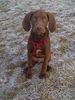 Kurzhaariger Ungarischer Vorstehhund Foto: Lajos mit 3 Monaten (ID 45093) Kurzhaariger Ungarischer Vorstehhund Hund
