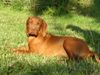 Kurzhaariger Ungarischer Vorstehhund Foto: Was guckst du?! (ID 22345) Kurzhaariger Ungarischer Vorstehhund Hund