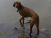 Kurzhaariger Ungarischer Vorstehhund Foto: sui und die liebe zum wasser (ID 32939) Kurzhaariger Ungarischer Vorstehhund Hund