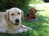 Kurzhaariger Ungarischer Vorstehhund Foto: Elena und Cico (ID 13375) Kurzhaariger Ungarischer Vorstehhund Hund