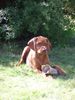 Kurzhaariger Ungarischer Vorstehhund Foto: Elena vom Gellertberg, 10 Wochen (ID 13372) Kurzhaariger Ungarischer Vorstehhund Hund