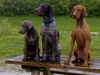 Kurzhaariger Ungarischer Vorstehhund Foto: sui, czako und cina (ID 32941) Kurzhaariger Ungarischer Vorstehhund Hund