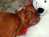 Kurzhaariger Ungarischer Vorstehhund Foto: Aicki beim kuscheln (ID 2608) Kurzhaariger Ungarischer Vorstehhund Hund