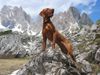 Kurzhaariger Ungarischer Vorstehhund Foto: Unsere Gipfelstürmerin Aphra, 9 Monate.. (ID 12320) Kurzhaariger Ungarischer Vorstehhund Hund