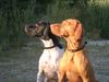Kurzhaariger Ungarischer Vorstehhund Foto: Was für ein Sonnenuntergang.. Wow.. (ID 13787) Kurzhaariger Ungarischer Vorstehhund Hund