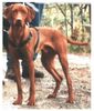 Kurzhaariger Ungarischer Vorstehhund Foto: Arko vom Ammerholz, September 2003, 16 Monate (ID 7259) Kurzhaariger Ungarischer Vorstehhund Hund