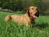Kurzhaariger Ungarischer Vorstehhund Foto: Unser Arpad (ID 32949) Kurzhaariger Ungarischer Vorstehhund Hund