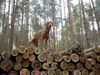 Kurzhaariger Ungarischer Vorstehhund Hund