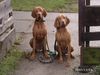 Kurzhaariger Ungarischer Vorstehhund Foto: Ein Pärchen wie Max u. Klärchen (ID 19594) Kurzhaariger Ungarischer Vorstehhund Hund