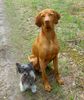 Kurzhaariger Ungarischer Vorstehhund Foto: Größe ist soooo unwichtig (ID 21721) Kurzhaariger Ungarischer Vorstehhund Hund