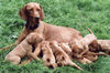 Kurzhaariger Ungarischer Vorstehhund Foto: Caledula mit Babys (ID 31282) Kurzhaariger Ungarischer Vorstehhund Hund