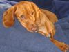 Kurzhaariger Ungarischer Vorstehhund Foto: Snoopy (ID 19561) Kurzhaariger Ungarischer Vorstehhund Hund