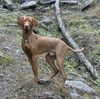 Kurzhaariger Ungarischer Vorstehhund Foto: Das Bild zeigt Eron von der Pulkau im 14. Monat (ID 11842) Kurzhaariger Ungarischer Vorstehhund Hund