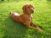 Kurzhaariger Ungarischer Vorstehhund Foto: sNOOPY (ID 19560) Kurzhaariger Ungarischer Vorstehhund Hund