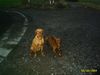 Kurzhaariger Ungarischer Vorstehhund Foto: Maggy und Spike (ID 22156) Kurzhaariger Ungarischer Vorstehhund Hund