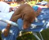 Kurzhaariger Ungarischer Vorstehhund Hund