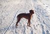 Kurzhaariger Ungarischer Vorstehhund Foto: Branco (ID 28076) Kurzhaariger Ungarischer Vorstehhund Hund