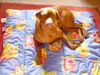 Kurzhaariger Ungarischer Vorstehhund Hund