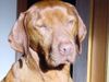Kurzhaariger Ungarischer Vorstehhund Hund