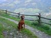 Kurzhaariger Ungarischer Vorstehhund Hund
