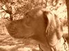 Kurzhaariger Ungarischer Vorstehhund Foto: Atze (ID 22603) Kurzhaariger Ungarischer Vorstehhund Hund