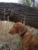 Kurzhaariger Ungarischer Vorstehhund Foto: Alva von Alserbach (ID 13556) Kurzhaariger Ungarischer Vorstehhund Hund