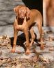 Kurzhaariger Ungarischer Vorstehhund Foto: ARAMIS (Arkim von Ammerholz) (ID 4534) Kurzhaariger Ungarischer Vorstehhund Hund