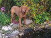 Kurzhaariger Ungarischer Vorstehhund Foto: Zora (ID 34295) Kurzhaariger Ungarischer Vorstehhund Hund