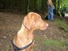 Kurzhaariger Ungarischer Vorstehhund Foto: Zora (ID 34297) Kurzhaariger Ungarischer Vorstehhund Hund