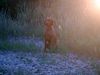 Kurzhaariger Ungarischer Vorstehhund Foto: Lico (ID 6891) Kurzhaariger Ungarischer Vorstehhund Hund