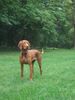 Kurzhaariger Ungarischer Vorstehhund Foto: Alva von Alserbach (ID 25177) Kurzhaariger Ungarischer Vorstehhund Hund