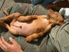 Kurzhaariger Ungarischer Vorstehhund Hund