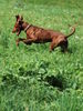 Kurzhaariger Ungarischer Vorstehhund Foto: Lajos 2 Jahre - such's Mäuschen! (ID 45094) Kurzhaariger Ungarischer Vorstehhund Hund