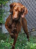 Kurzhaariger Ungarischer Vorstehhund Foto: Unser Lajos - ein traumhafter Vizsla-Pointer-Mix (ID 45095) Kurzhaariger Ungarischer Vorstehhund Hund