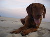 Kurzhaariger Ungarischer Vorstehhund Foto: Caspar and the beach (ID 45336) Kurzhaariger Ungarischer Vorstehhund Hund