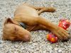 Kurzhaariger Ungarischer Vorstehhund Foto: Drahthaar Magyar Vizsla, 12 Wochen (ID 12069) Kurzhaariger Ungarischer Vorstehhund Hund