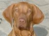 Kurzhaariger Ungarischer Vorstehhund Foto: Ayla macht ihren Schönheitsschlaf (ID 21634) Kurzhaariger Ungarischer Vorstehhund Hund