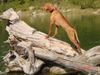 Kurzhaariger Ungarischer Vorstehhund Foto: Heike von der Pulkau (ID 20328) Kurzhaariger Ungarischer Vorstehhund Hund