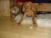 Kurzhaariger Ungarischer Vorstehhund Foto: Tombolo von Noppel 12. Woche (ID 6507) Kurzhaariger Ungarischer Vorstehhund Hund