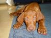 Kurzhaariger Ungarischer Vorstehhund Foto: Baika vom Ammerholz (ID 5620) Kurzhaariger Ungarischer Vorstehhund Hund