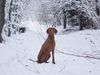 Kurzhaariger Ungarischer Vorstehhund Foto: Baika vom Ammerholz (ID 8391) Kurzhaariger Ungarischer Vorstehhund Hund