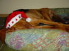 Kurzhaariger Ungarischer Vorstehhund Foto: Merry Dog-Mas!!! (ID 29893) Kurzhaariger Ungarischer Vorstehhund Hund