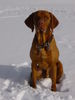 Kurzhaariger Ungarischer Vorstehhund Foto: Ibbo of Sirius (ID 29830) Kurzhaariger Ungarischer Vorstehhund Hund