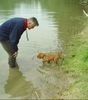 Kurzhaariger Ungarischer Vorstehhund Foto: Drahthaar Vizsla Hündin (ID 11673) Kurzhaariger Ungarischer Vorstehhund Hund