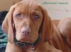 Kurzhaariger Ungarischer Vorstehhund Foto: Drahthaar Vizsla Hündin (ID 11671) Kurzhaariger Ungarischer Vorstehhund Hund