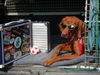 Kurzhaariger Ungarischer Vorstehhund Foto: Ein echt cooler Vizsla .... (ID 24974) Kurzhaariger Ungarischer Vorstehhund Hund