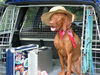 Kurzhaariger Ungarischer Vorstehhund Foto: Ein Vizsla auf Reisen .... (ID 24973) Kurzhaariger Ungarischer Vorstehhund Hund